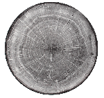 Тарелка WoodArt круглая "Coupe"  d=210 мм., плоская, фарфор, цвет серый RAK WDNNPR21BG