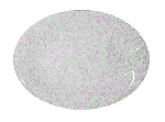 Блюдо овальное «Это»; фарфор; H=30,L=330,B=235мм; белый Lubiana 1960