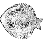 Блюдо-рыба "Марин"; стекло; H=28, L=198, B=158мм; прозр Pasabahce 10256/b