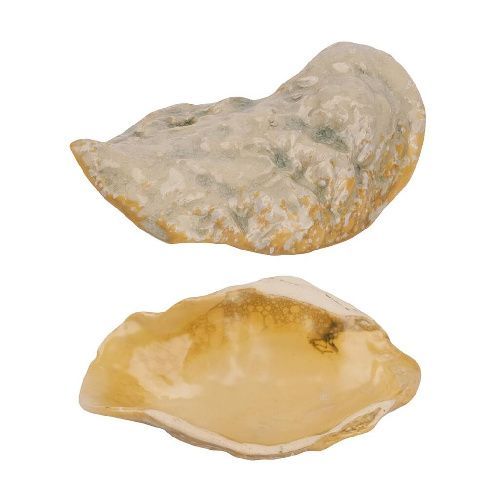 Блюдо для подачи Pearl Shell Frutti di Mare 199х80 мм h38 мм P.L. Proff Cuisine B2400406131-2410Z [1]