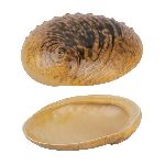 Салатник Light Pearl Ammonite Shell Frutti di Mare 365 мл 190х145 мм h50 мм P.L. Proff Cuisine B240020619-2401A [1]
