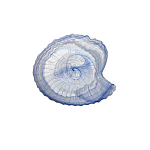 Seasnail